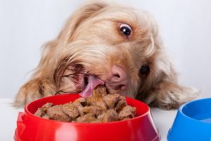 Photo supporting Eating Your Own Dog Food, the Cobbler’s Kids, and the Texas Law Hawk